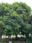 Plant name: Paperbark Maple Acer griseum 